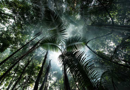 Бразилияда тропикалық ағаштарды кесу азайды