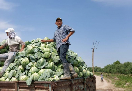  ТҮРКІСТАН: 500 тонна орамжапырақ Белоруссияға жөнелтіледі