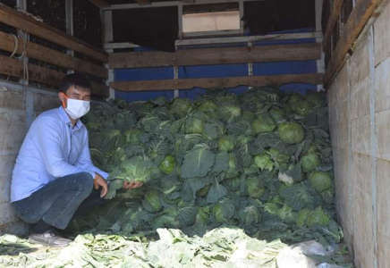 ​ТҮРКІСТАН: Жетісайлық кәсіпкер жерлестеріне 4 тонна қырыққабат таратып берді
