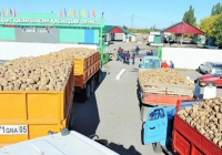 Қазақстандық зауыттар қант қызылшасын қабылдауды бастады Қазақстандық зауыттар қант қызылшасын қабылдауды бастады