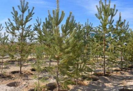 Түркістан облысында 170 млн. түп ағаш көшеті отырғызылады