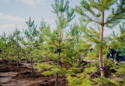 ТҮРКІСТАН: Сауранда 28 мыңнан астам ағаш егіледі 