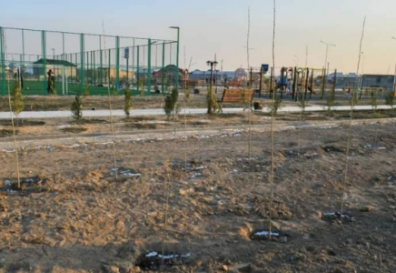 Төлебиліктер Түркістанда 7 мыңға жуық көшет отырғызды