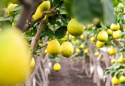 Мақтааралда жылыжай шаруашылығында лимон өсірілуде