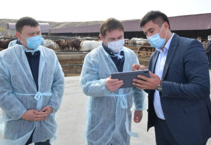 «Vet Qyzmet»: Шымкентте ветеринария саласының жұмысы автоматтандырылды