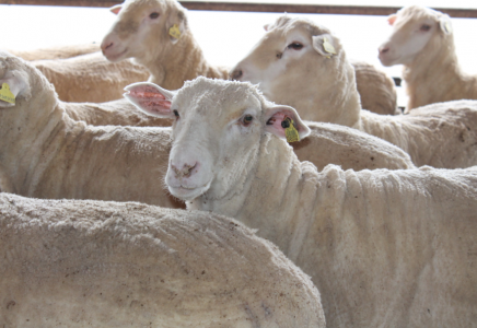 ​ТҮРКІСТАН: Қазығұрттық шаруалар қойларын экспорттап жатыр