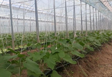 ТҮРКІСТАН: Төлеби ауданында жылыжай көлемі 20 гектардан асты