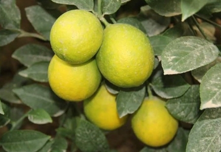 ТҮРКІСТАН: Жетісайлық шаруа лимон өсіріп миллионер атанды