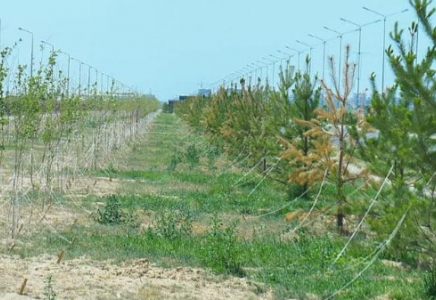 ТҮРКІСТАН: 15 мың гектардан астам аумаққа әртүрлі ағаш-бұта көшеттері отырғызылды