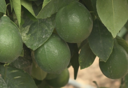 Атыраулық фермерлер алғаш рет лимон өсіріп шығарды  