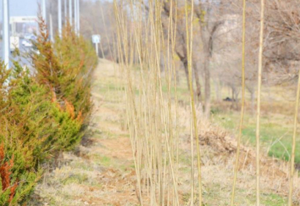 ТҮРКІСТАН: Ордабасыда 500-ден астам ағаш отырғызылды