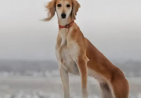 Қазақ тазысы халықаралық деңгейде мойындалды Қазақ тазысы халықаралық деңгейде мойындалды