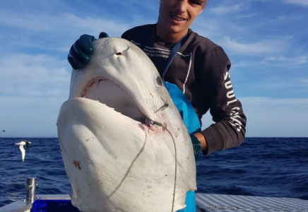 Денесін белгісіз мақұлық тістеп жұлып алған акуланың 100 келілік басы табылды (видео)