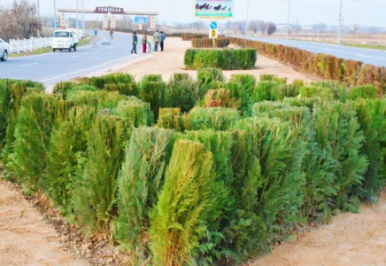 ТҮРКІСТАН: Ордабасыда 20 мыңнан аса ағаш көшеті отырғызылды
