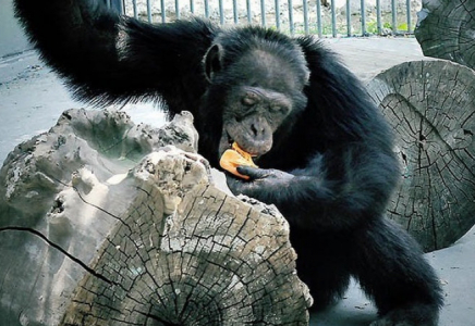 Алматы зообағында шимпанзе тордан қашып кетті: бір бала жарақат алды