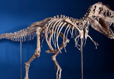150 млн жылдық динозаврдың қаңқасы бәссаудаға қойылды