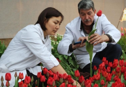 Түркістанда «Президент Назарбаев» қызғалдағы өсіріліп жатыр