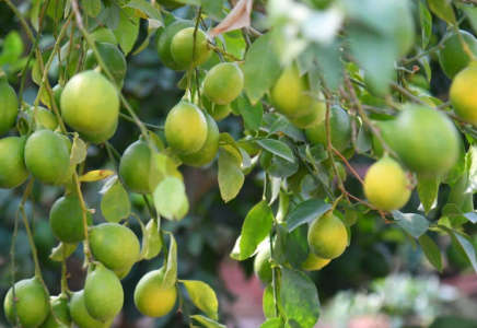 ТҮРКІСТАН: Сайрамда манго мен авокадо өсіріліп жатыр
