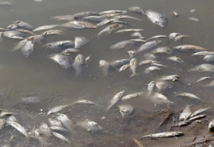 ШЫМКЕНТ: Бадам өзеніндегі балықтардың қырылу себебі анықталды