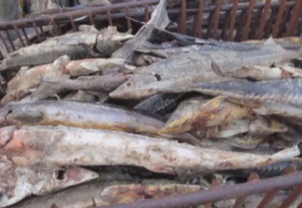 ​Атырау облысындағы Ойыл өзенінде 5 тонна балық қырылды