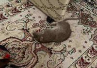 "Тіпті адамдардан қорықпайды": Атыраудың үш ауданын егеуқұйрықтар басты "Тіпті адамдардан қорықпайды": Атыраудың үш ауданын егеуқұйрықтар басты