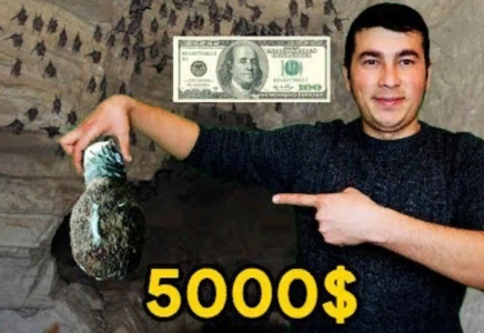 ​Өзбекстандықтар 5000$ тұратын жарғанаттың ұясы үшін тау-тасты кезіп кетті