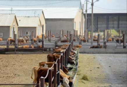 В Шымкенте увеличивается поголовье скота