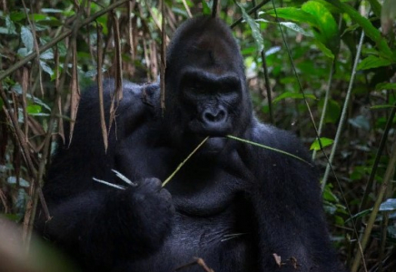 Конго халқы күнкөріс үшін горилланы қырып жатыр  