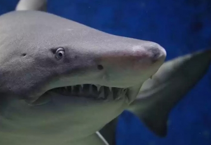Нашақор жыртқыштар: Флоридада акулалар кокаинге құмартып алған
