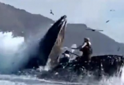 Калифорния жағалауында кит екі әйелді жұтып қойды (видео)