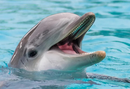 Экология министрлігі дельфинарилердің неліктен 2029 жылдан бастап жабылатынын түсіндірді