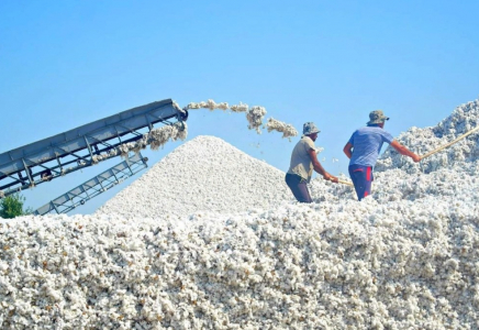 ТҮРКІСТАН: Мақтааралда 60 мың тоннадан астам мақта жиналды