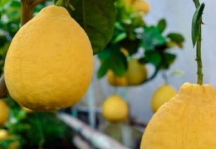 Түркістан облысында аумағы 1 гектар лимон бағы бар