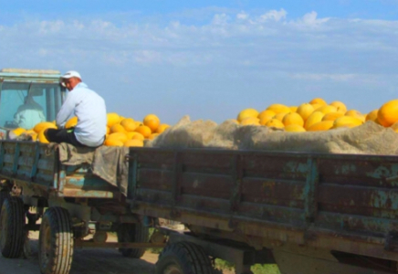 Түркістан облысында 300 мың тоннаға жуық қауын-қарбыз өндірілді
