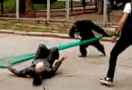 Алматы зообағында қашып жүрген шимпанзені қуу – желіде видео пайда болды