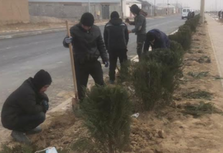 Түркістан қаласында келестіктер 8 мыңнан астам ағаш отырғызды