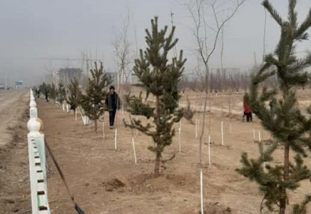 Жетісай азаматтары Түркістанда 3500-ге жуық көшет отырғызды