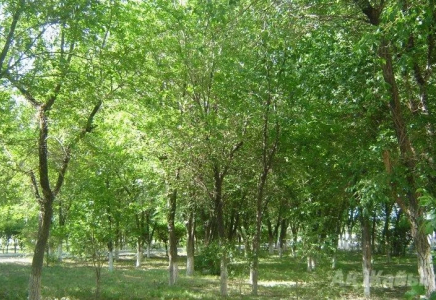 Шымкент қаласының аумағында 3 млн-нан аса түп ағаш бар