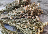 Ресейге адыраспан тасымалдағаны үшін 1 миллион рубль айыппұл салынады – ІІМ