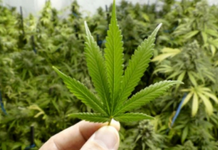 Қазақстан БҰҰ-да марихуананы аса қауіпті есірткі заттары тізімінен шығаруға қарсы дауыс берді