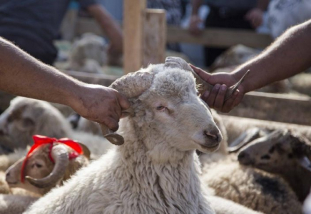 В Шымкенте будет приостановлена работа убойных цехов и рынков по реализации скота