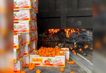 Грузиядан әкелінген 1 тонна қауіпті мандарин жойылды 