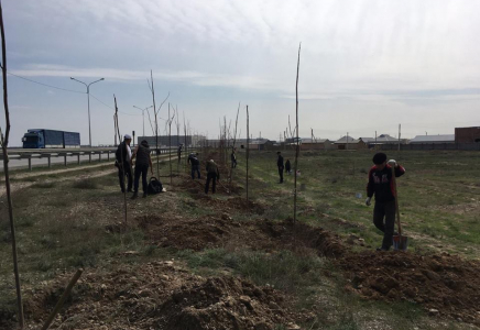 Түлкібастықтар Түркістанда 2100 ағаш көшетін отырғызды