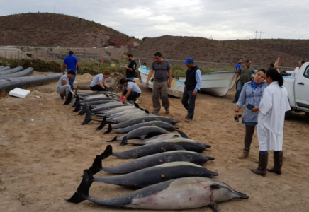Мексикада 50-ден астам дельфин жағаға шығып қалды