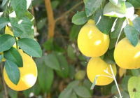 ТҮРКІСТАН: Жетісайлықтар тропикалық жеміс өсіруді меңгеріп жатыр ТҮРКІСТАН: Жетісайлықтар тропикалық жеміс өсіруді меңгеріп жатыр