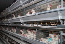 ТҮРКІСТАН: «Сарыағаш-Құс» фабрикасы өңірді отандық өніммен қамтып жатыр