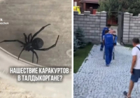 Талдықорғанда ер адамды қарақұрт шағып, жансақтау бөліміне түсті