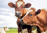 «Ірі қара малды тартып алып, қырып жатыр»: АШМ желідегі видеоға қатысты мәлімдеме жасады