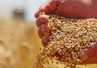 Қостанай облысында соңғы онжылдықтағы рекордтық егін жиналды