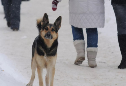 Тұмсығы қан-жоса: Атырауда итті аяусыз ұрған әйелге қатысты қылмыстық іс қозғалды